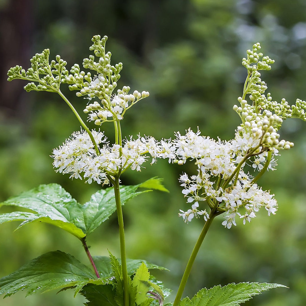 Dark Spots I Skin Rescue Cellular Body Salve