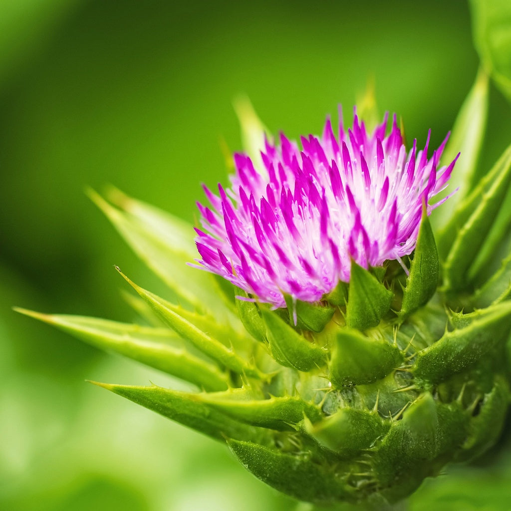 Skin's Natural Ecosystem Deep Skin Treatment I Concentrated Botanicals