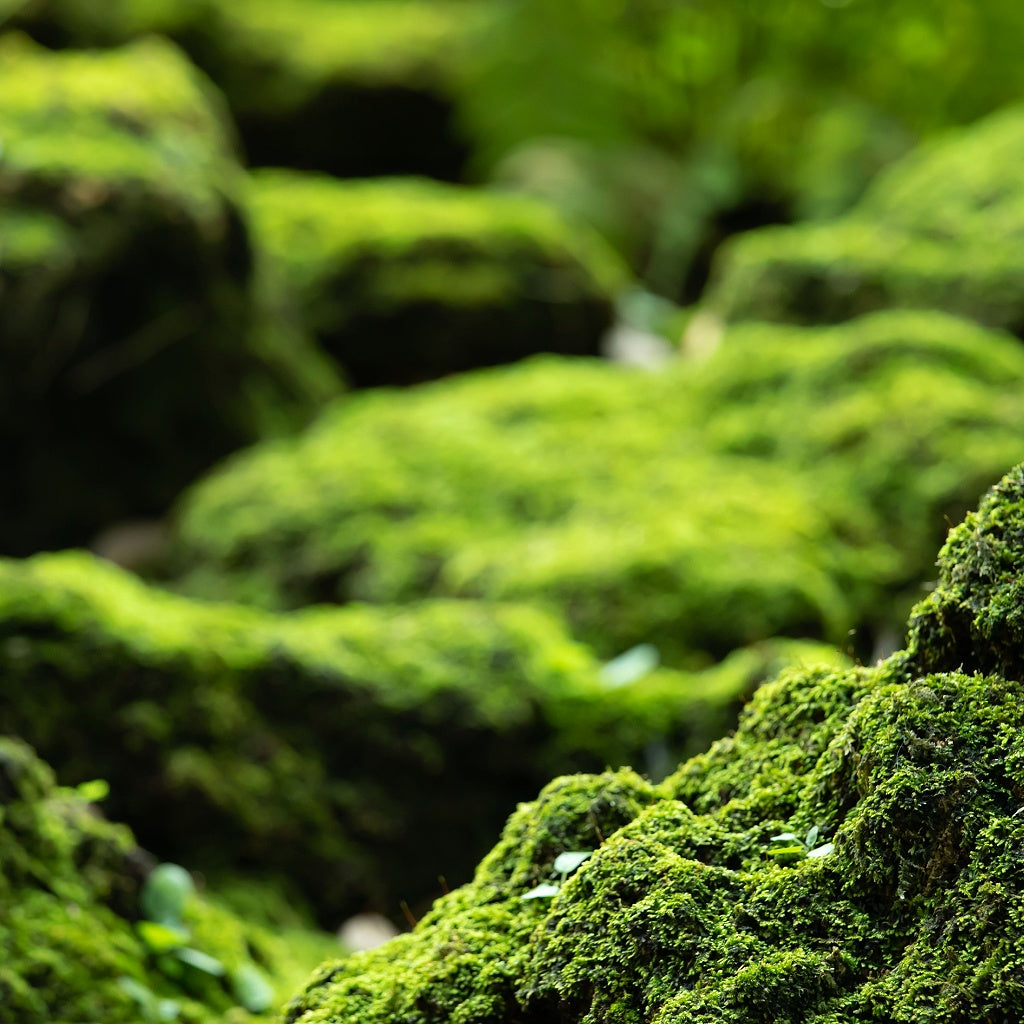 Cygnet Bay Broome Australian Signature Pure Soy Melt I Coastal Sea Air