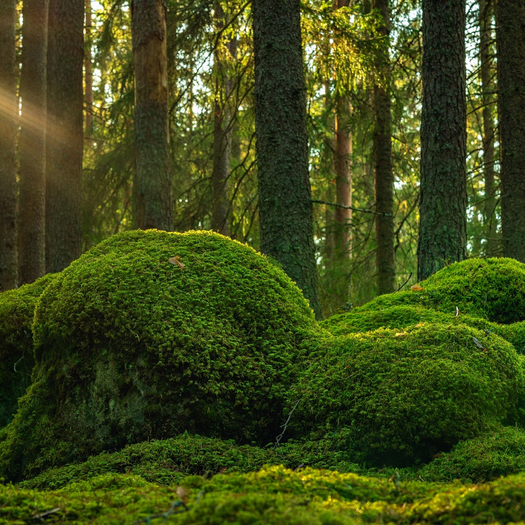 Moss + Co Signature Pure Soy Candle