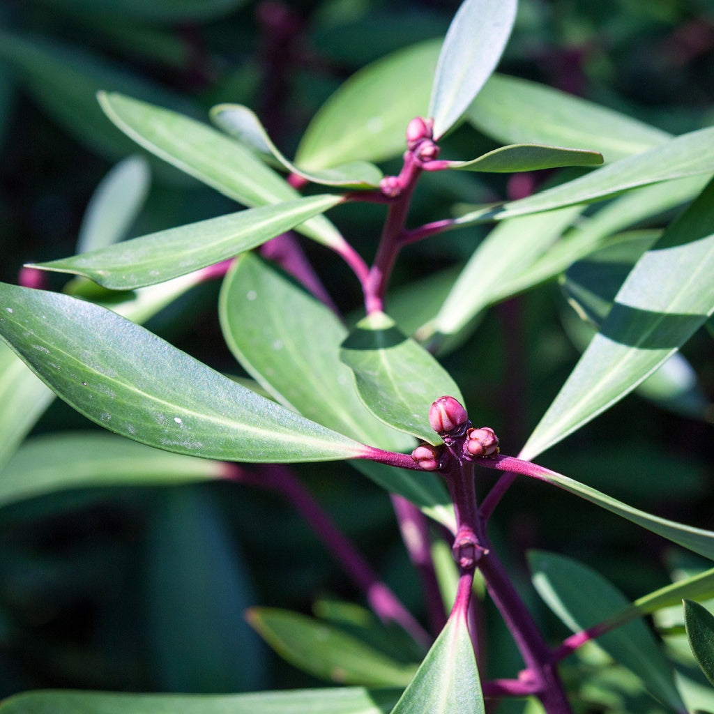Double Bay Sydney Olive I Rice Castile Soap Bar