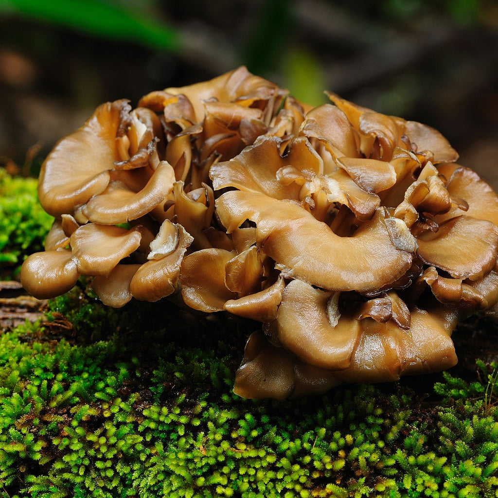 Skin's Natural Ecosystem Serum Oil Essence I Skin Redness