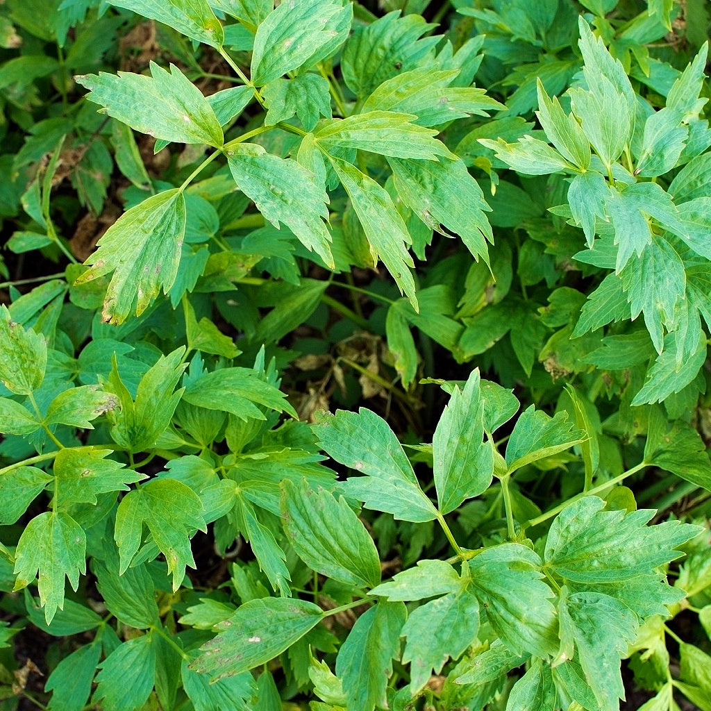 Turquoise Bay Olive I Rice Castile Soap Bar