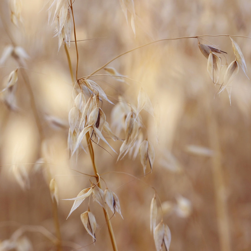 Skin's Natural Ecosystem Deep Skin Treatment I Concentrated Botanicals