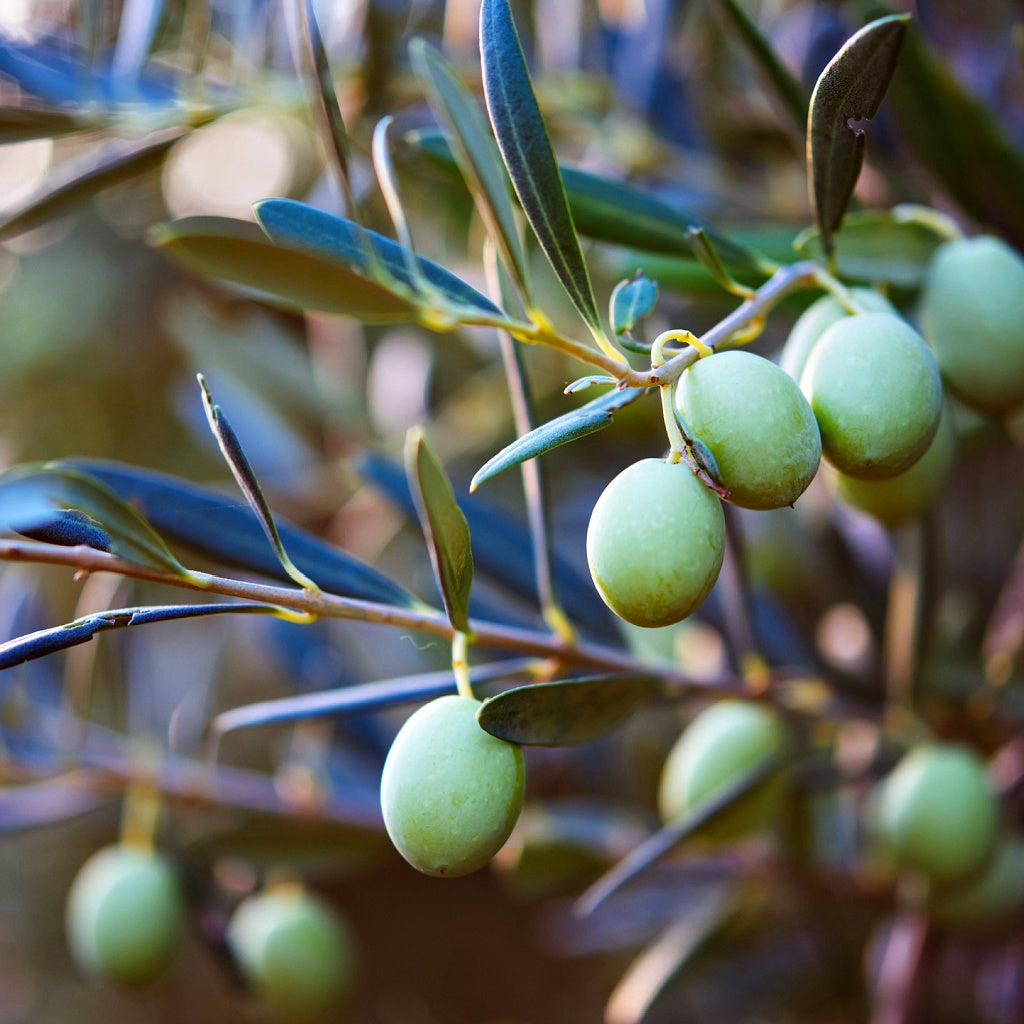Opulent Oasis I Gardenia Olive I Clay Castile Luxurious Body Wash