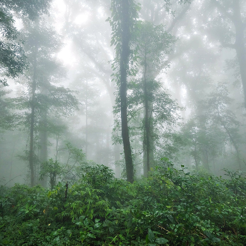 Ombre Wood Signature Pure Soy Candle