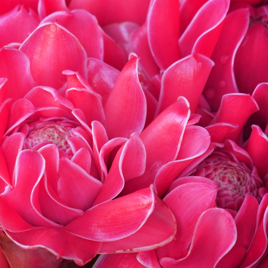 Onsen Springs Japan Signature Pure Soy Candle