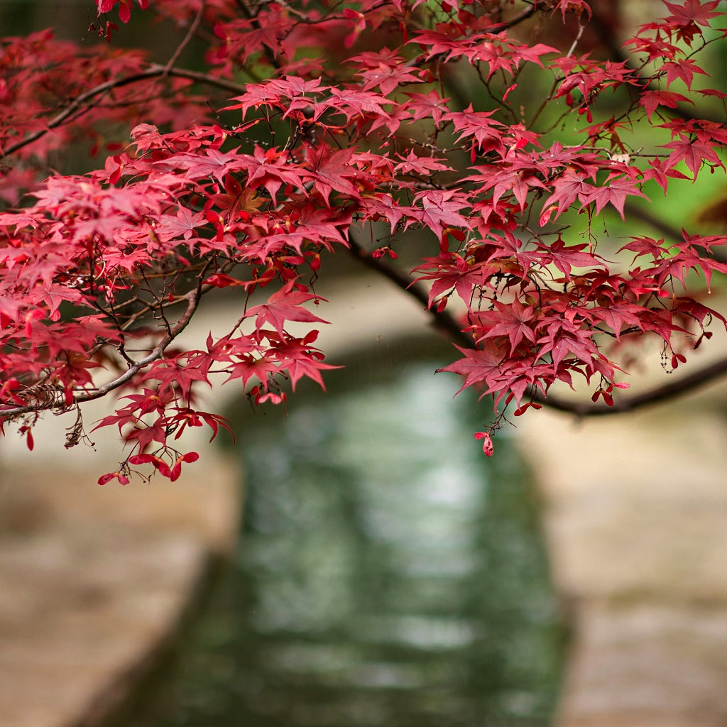 Onsen Springs Japan Signature Pure Soy Candle