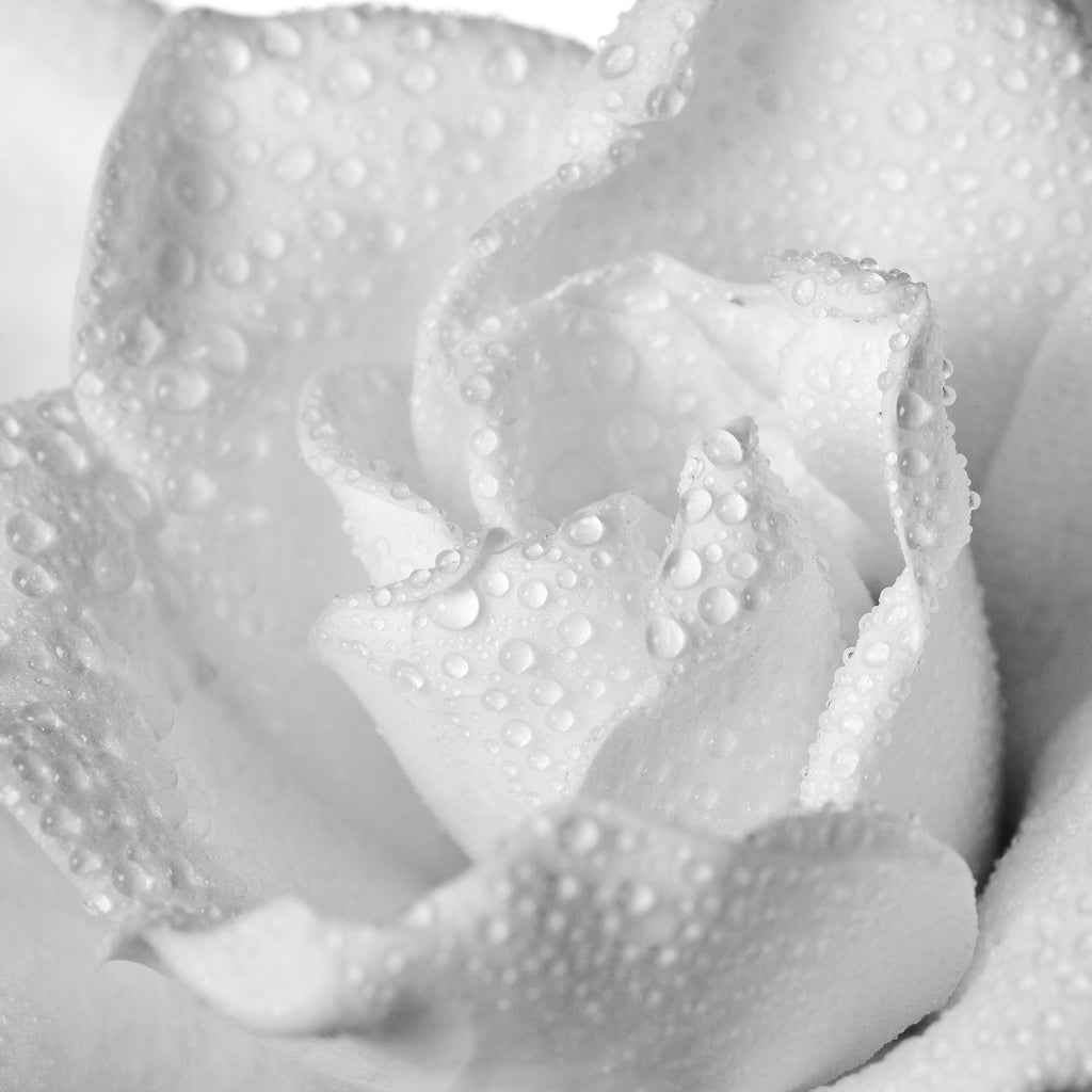 Opulent Oasis Gardenia Botanical Hydrating Body Perfume Mist