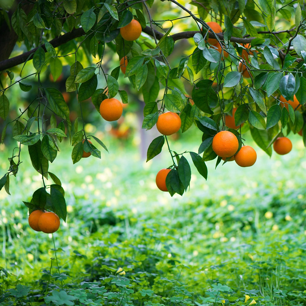 Marrakech Oudh Wood Signature Diffuser Oil