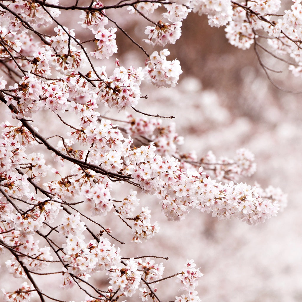 Osaka Nights Sakura Signature Diffuser Oil