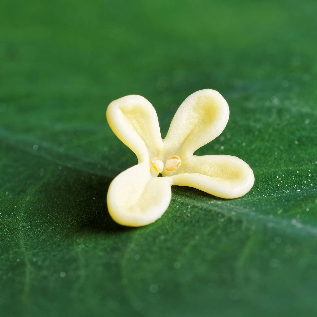 Omega C Plant Collagen Deep Skin Treatment I Concentrated Botanicals