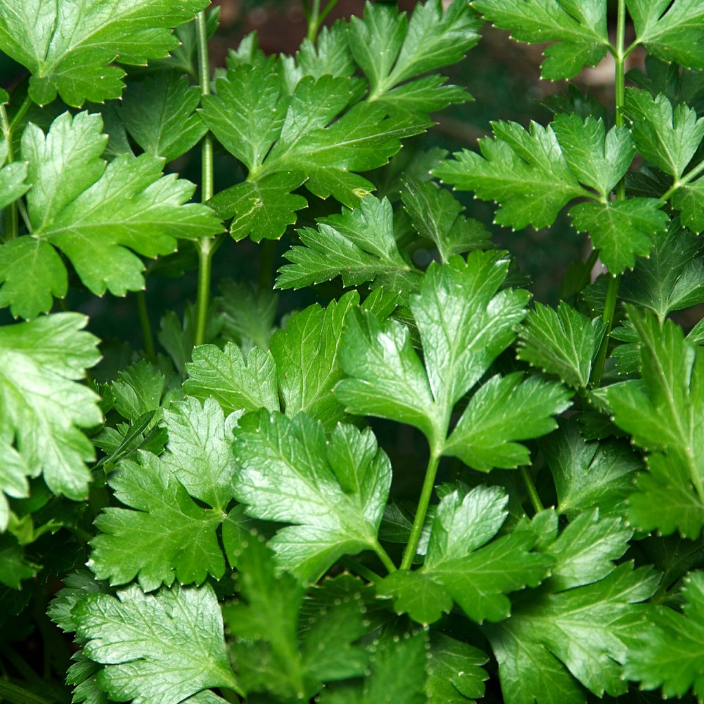 Activate Man Juvenate8 Face Cleanse I Purify