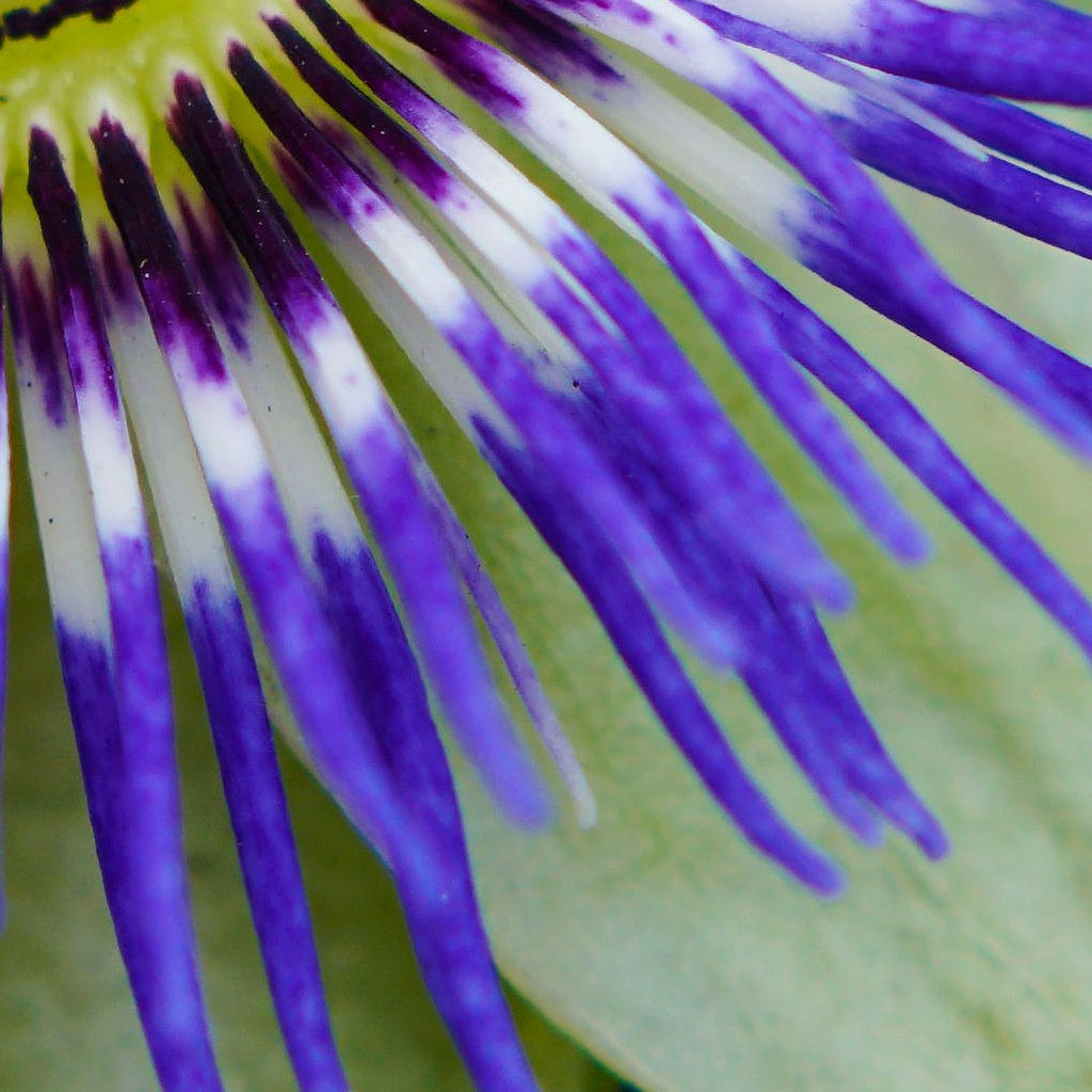 Calm Anxiety Sleep Herbal Cellular Oral Tincture