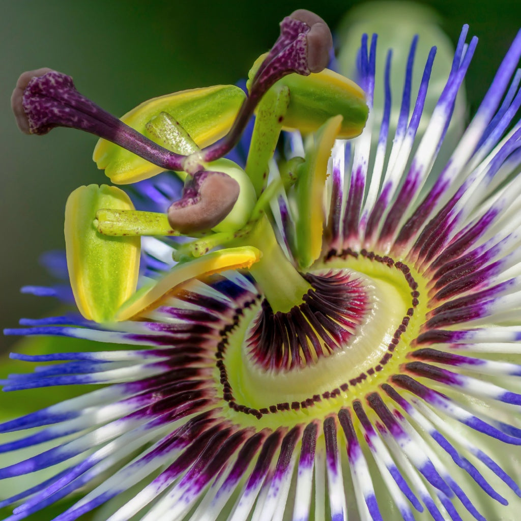 Lusso Midnight Violet Botanical Body Cream