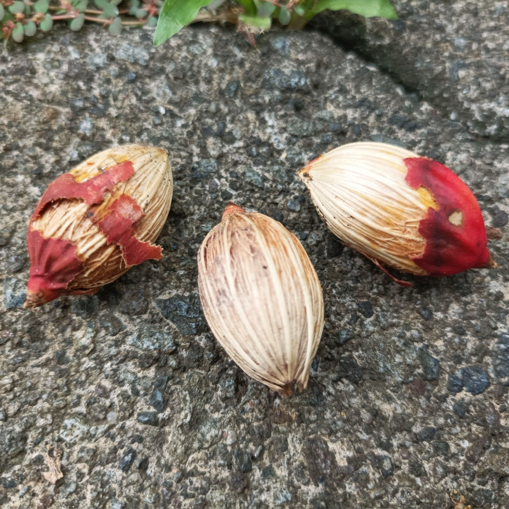 Black Orchid Optimum Body Cream