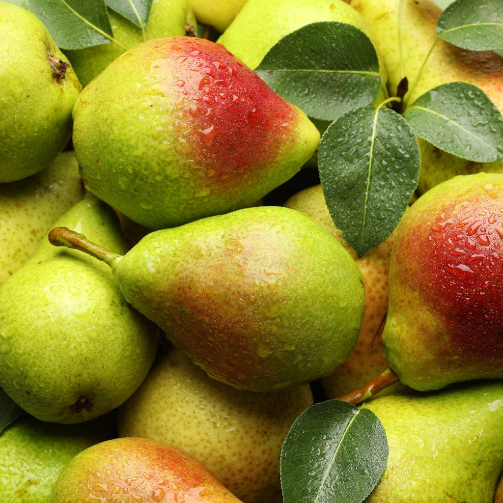 Regent SPA Signature Hanging Diffuser