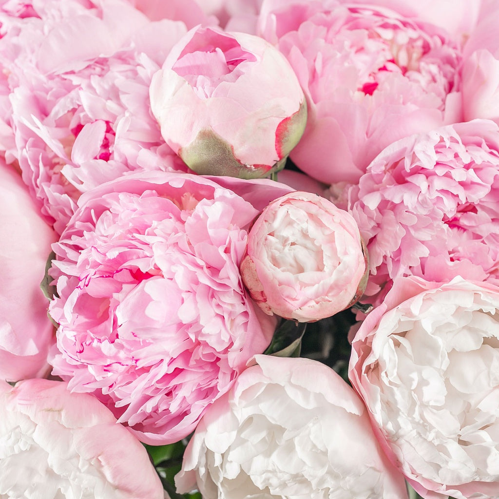 Flower Aroma Shower Steamer Tablet Gift Bag I 4 Tablets