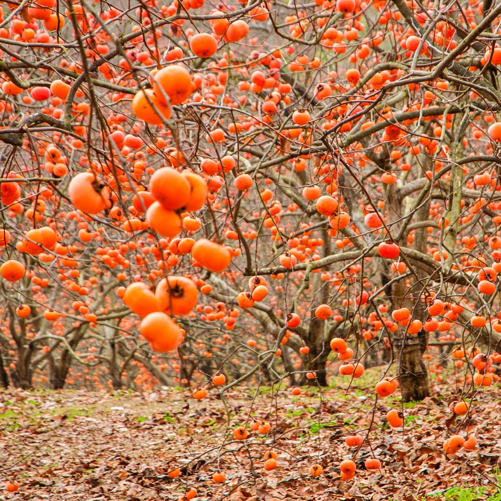 White Lily Aqua Olive I Clay Castile Luxurious Body Wash