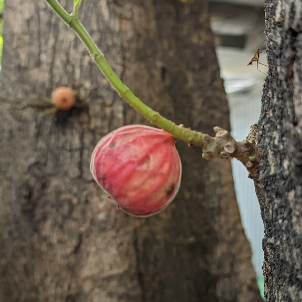 Ageless Night Essence