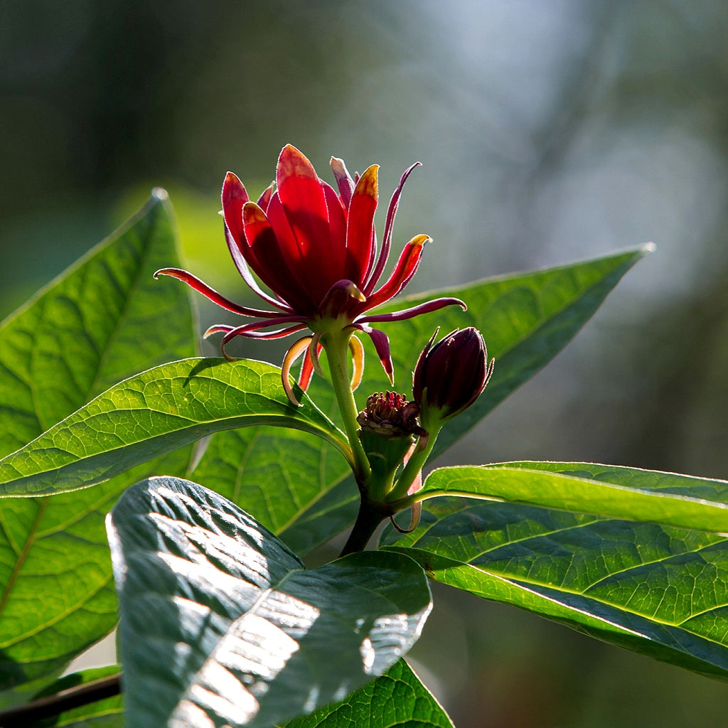 Deep Muscular I Aches I Lymphatic Drainage Herbal Healing Body Massage Oil