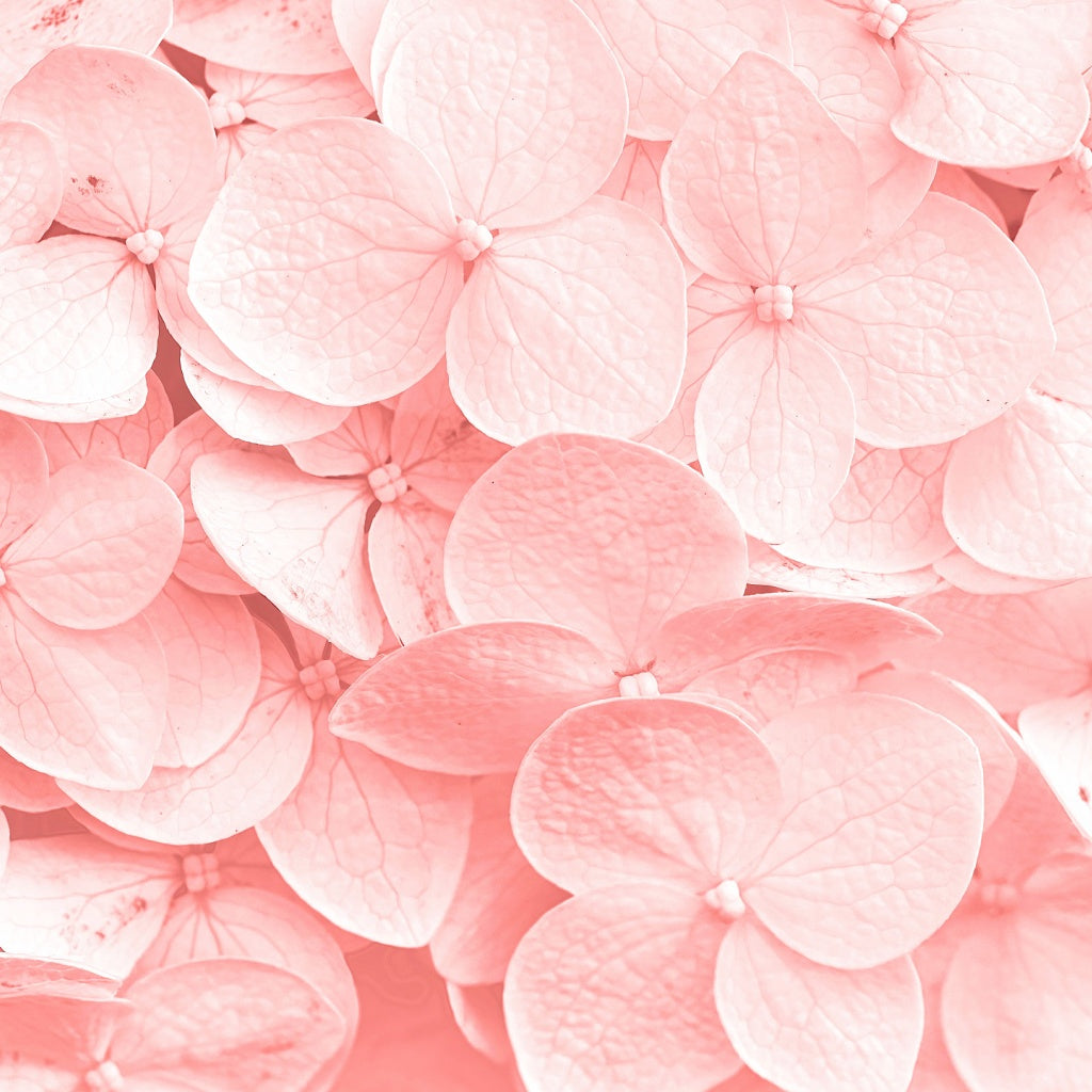 Pink Musk Signature Diffuser Oil