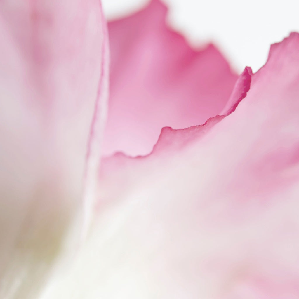 Kyoto Sakura Signature Diffuser Oil