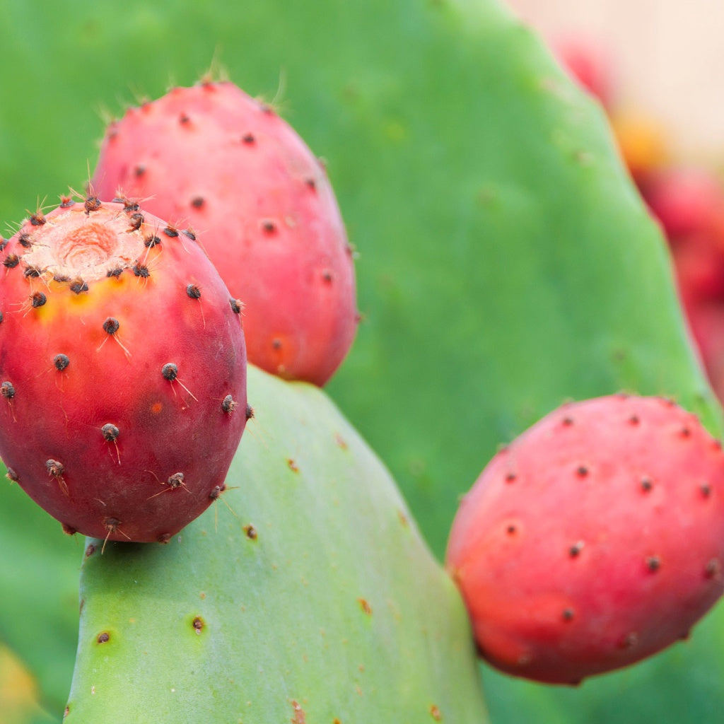 Dark Spots I Skin Rescue Cellular Body Salve