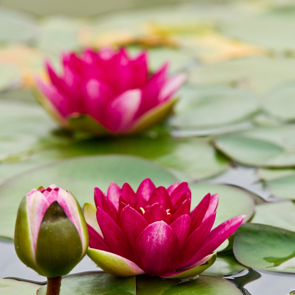 Peach with Red Water Lily Flower Blooming Green Tea Ball