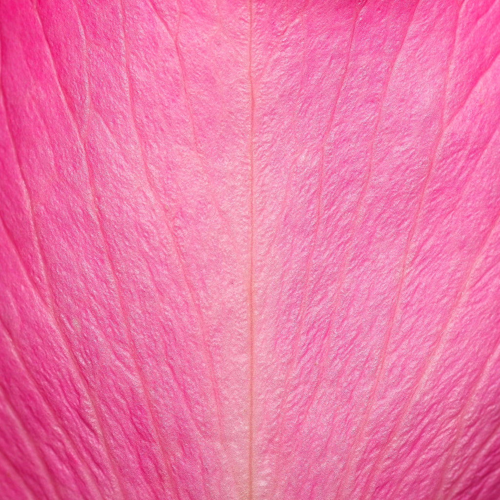 White Lily Aqua Olive I Clay Castile Luxurious Body Wash