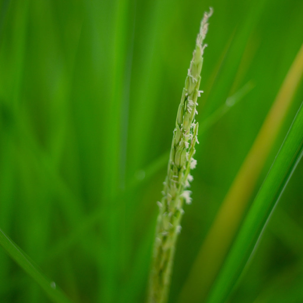 Omega Rice Protein+Bright Skin Cleanse I Exfoliate I Purify I Tone