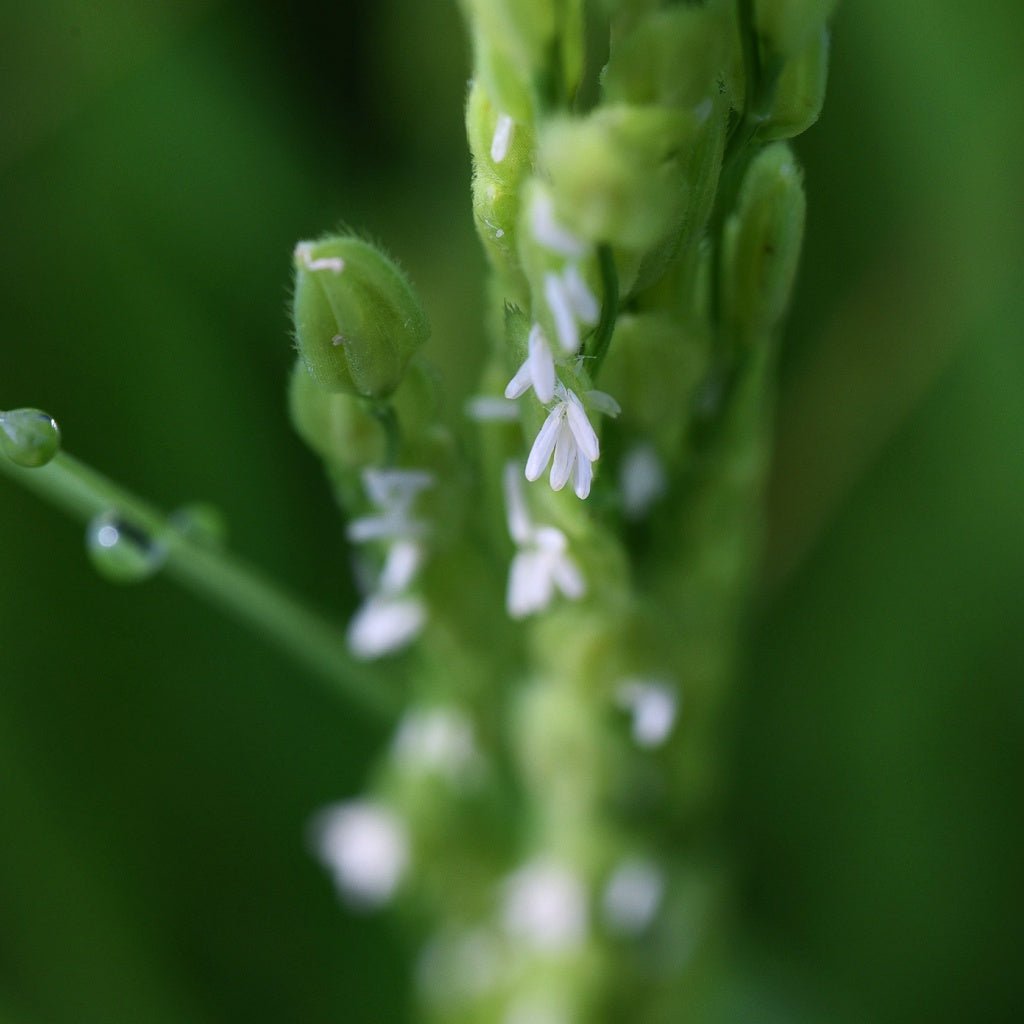 12 Apostles Olive I Rice Castile Soap Bar