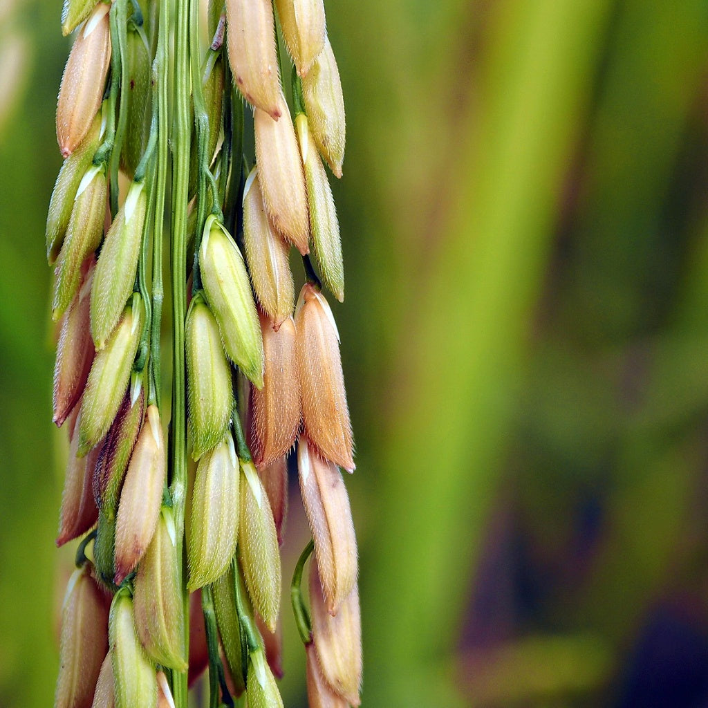 Omega 3 Serum Oil Essence I Peptides Oxygenation