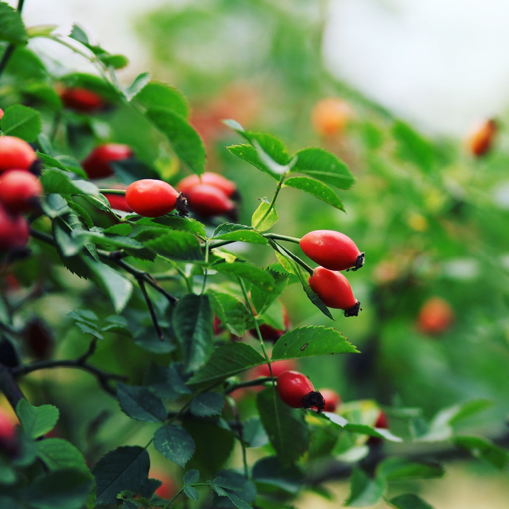 Versace Botanical Body Cream