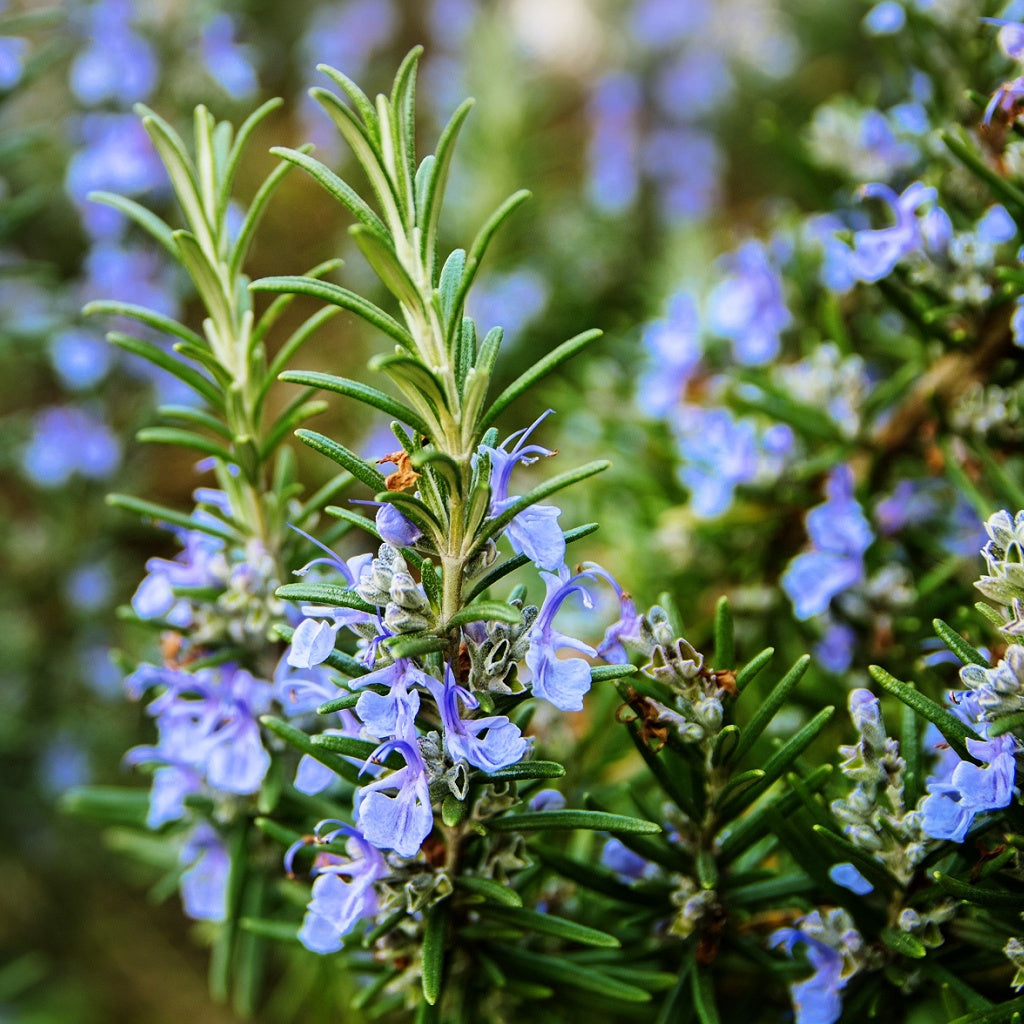 Feet Ankles Relief Botanical Body Cream
