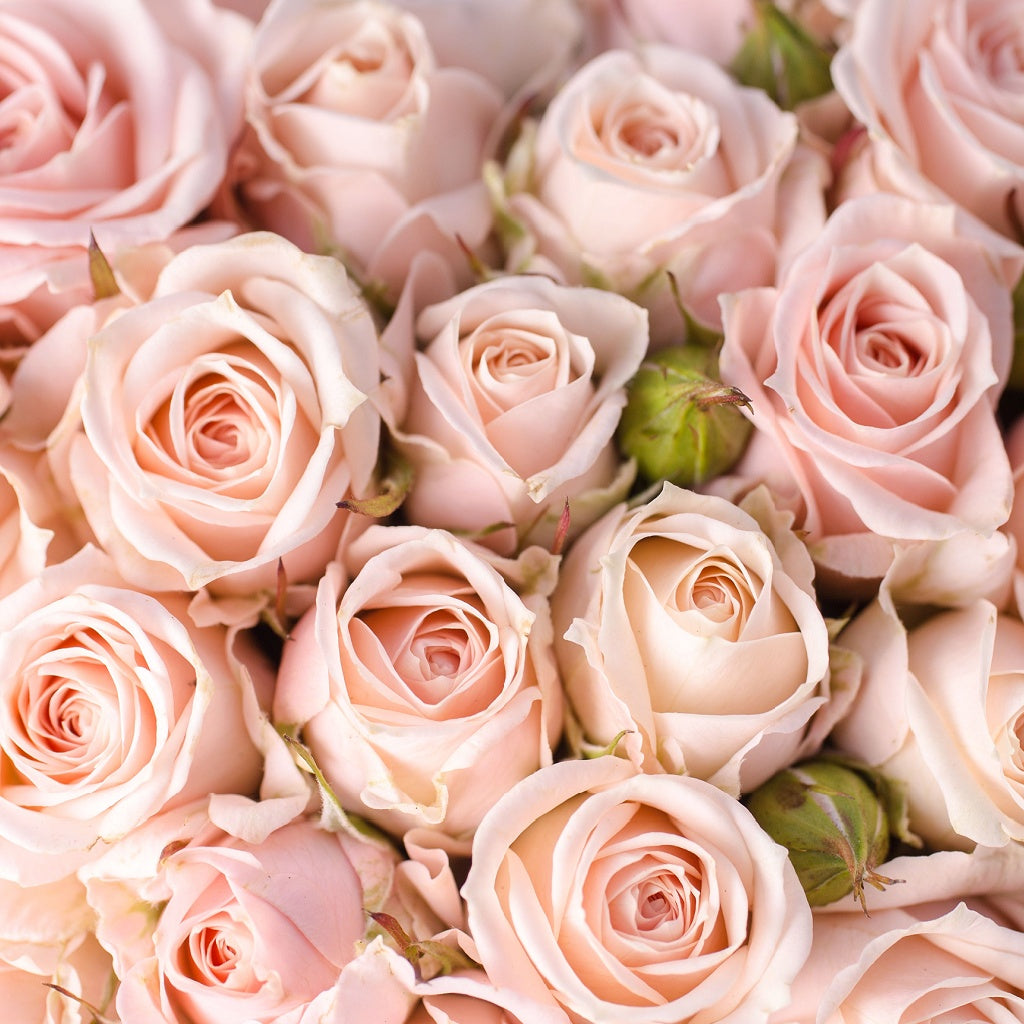 Tranquil Essential Oil Roll On