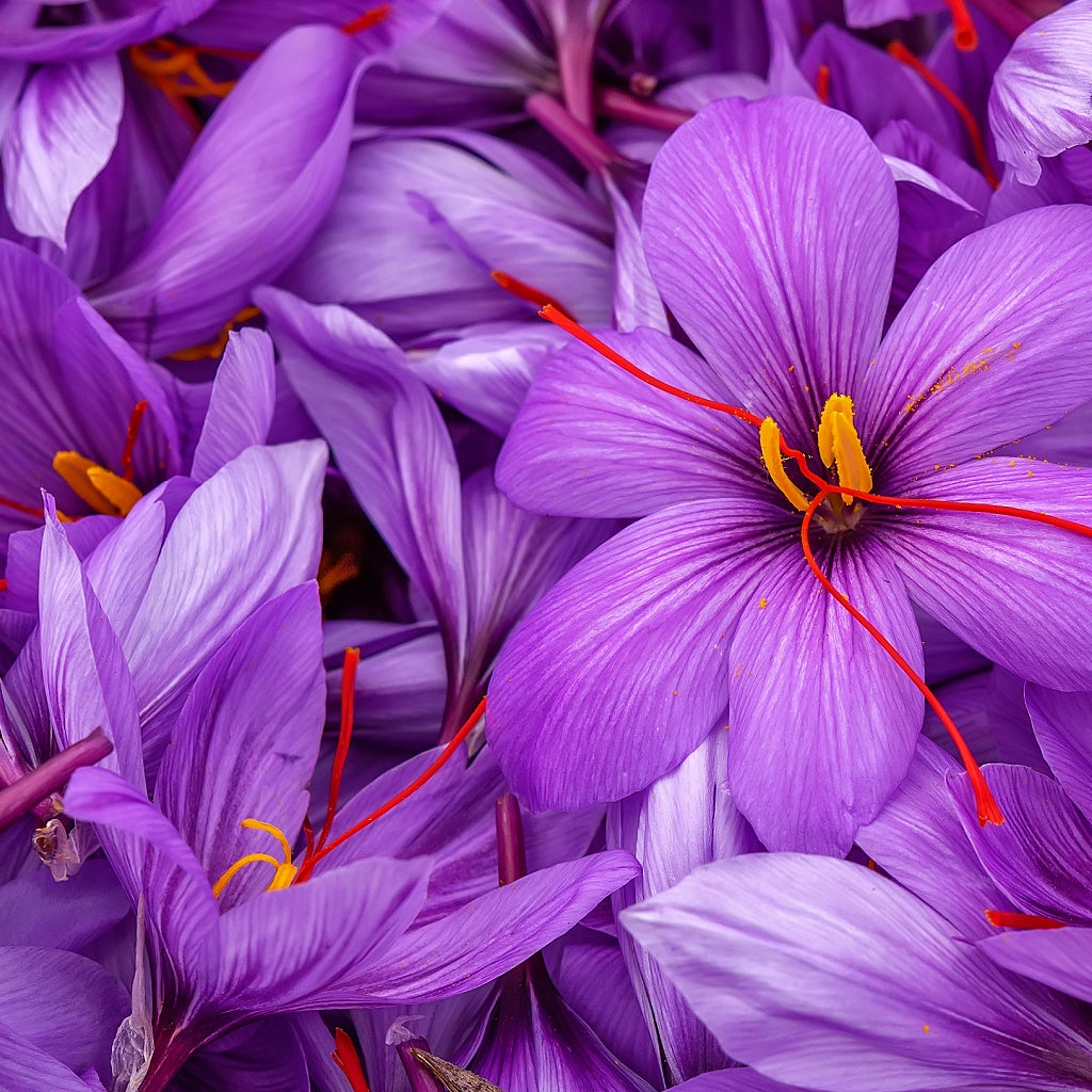 Affilato I The Edge Olive Safflower Deep Cleanse Castile Body Wash