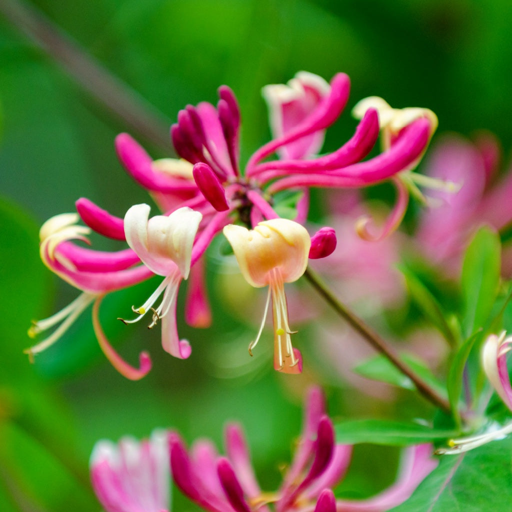 Ultimate Luxurious Elegance Collection Gift Box I Sample Pack