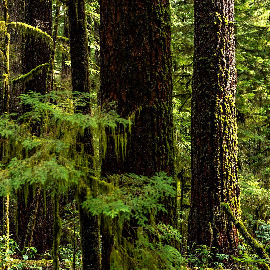 Sage Wood Signature Pure Soy Melt