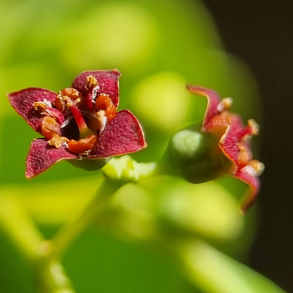 Head Aches I Dizziness Relief Herbal Healing Body Cream