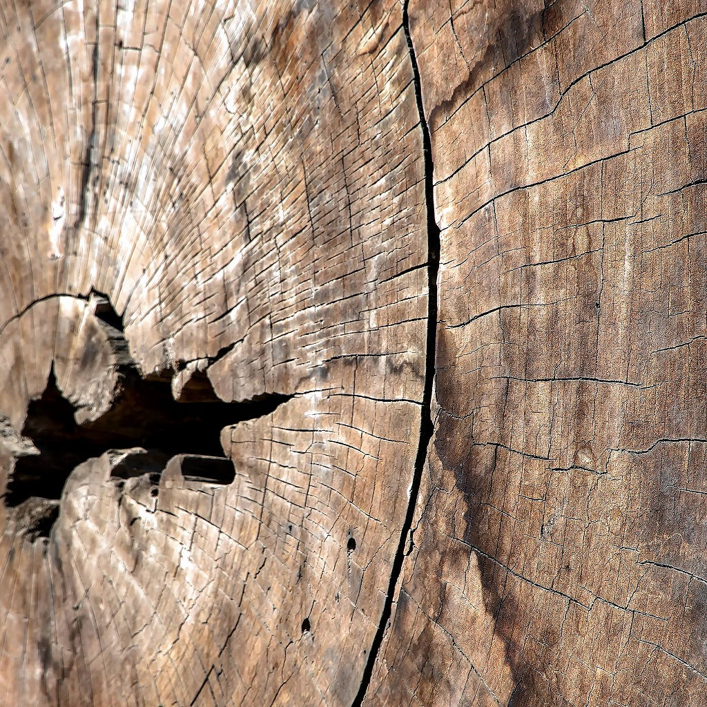 Coogee Beach Perth Australian Signature Diffuser Oil I Coastal Floral