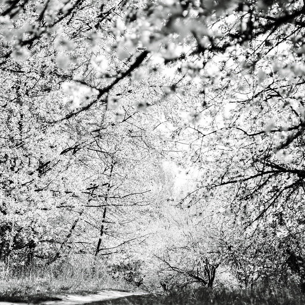 Flower Aroma Shower Steamer Tablet Gift Bag I 4 Tablets