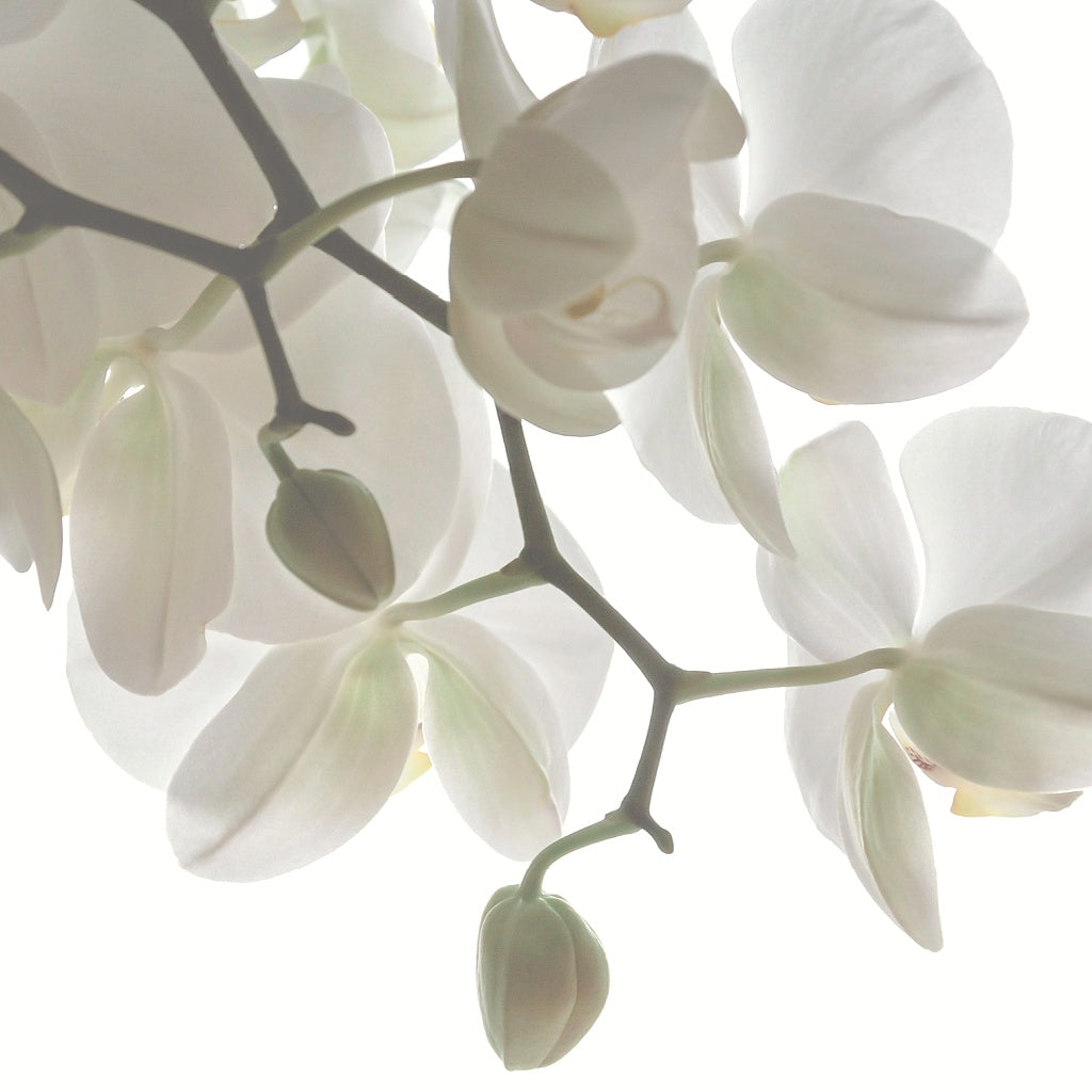 Botanical Body and Home Aroma Collection Gift Box I Sample Pack