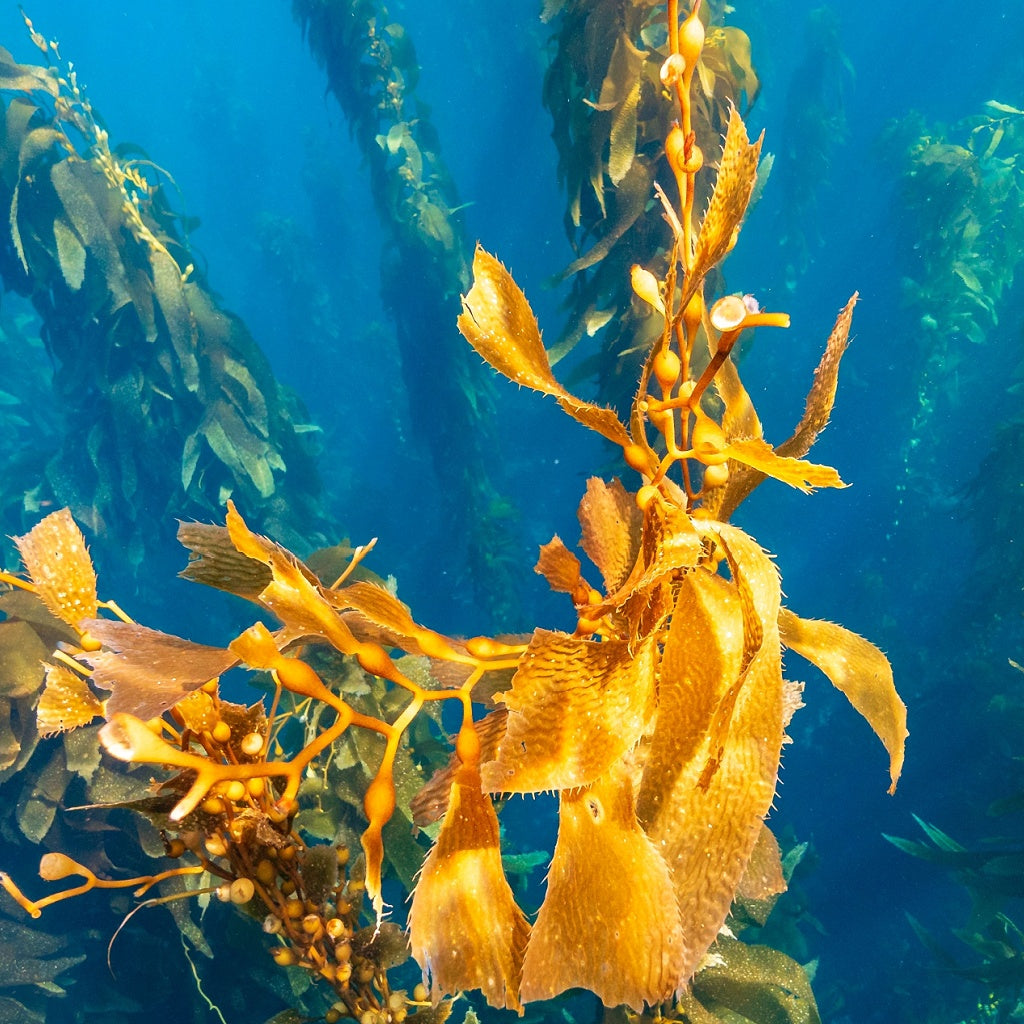 Majik Magnesium B3 Plant Cortisone Herbal Healing Body Cream