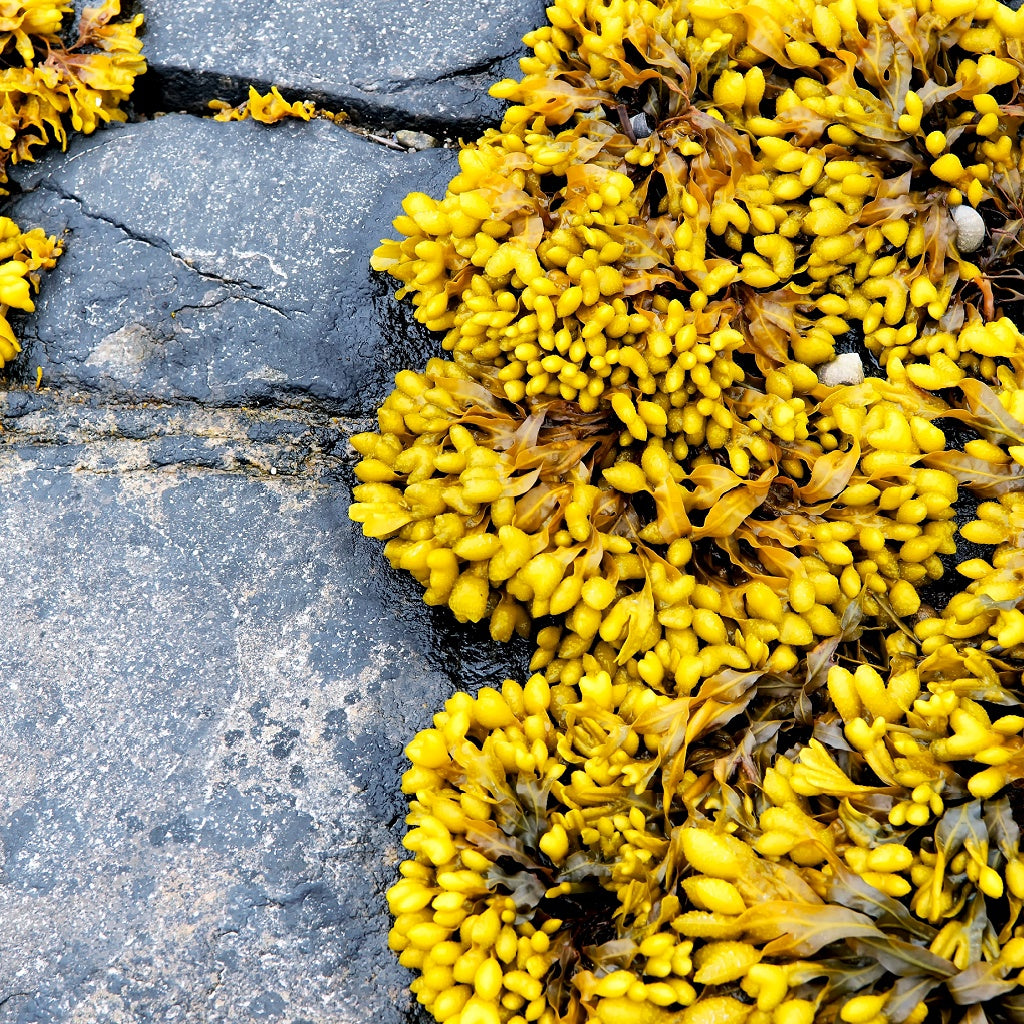 UV Cellular DNA Deep Skin Treatment I Concentrated Botanicals