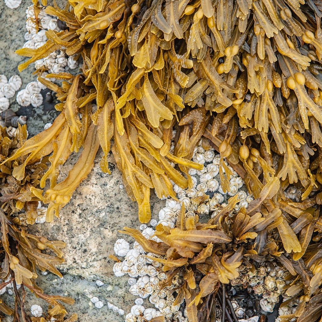 Solta + Suede Man Juvenate8 Aftershave I Face I Body Lotion