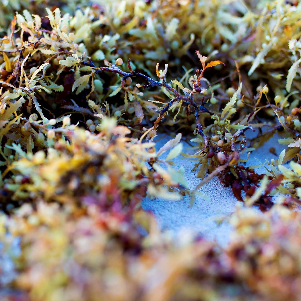 Micro Circulation Cellular Matrix Seaweed Gel Essence