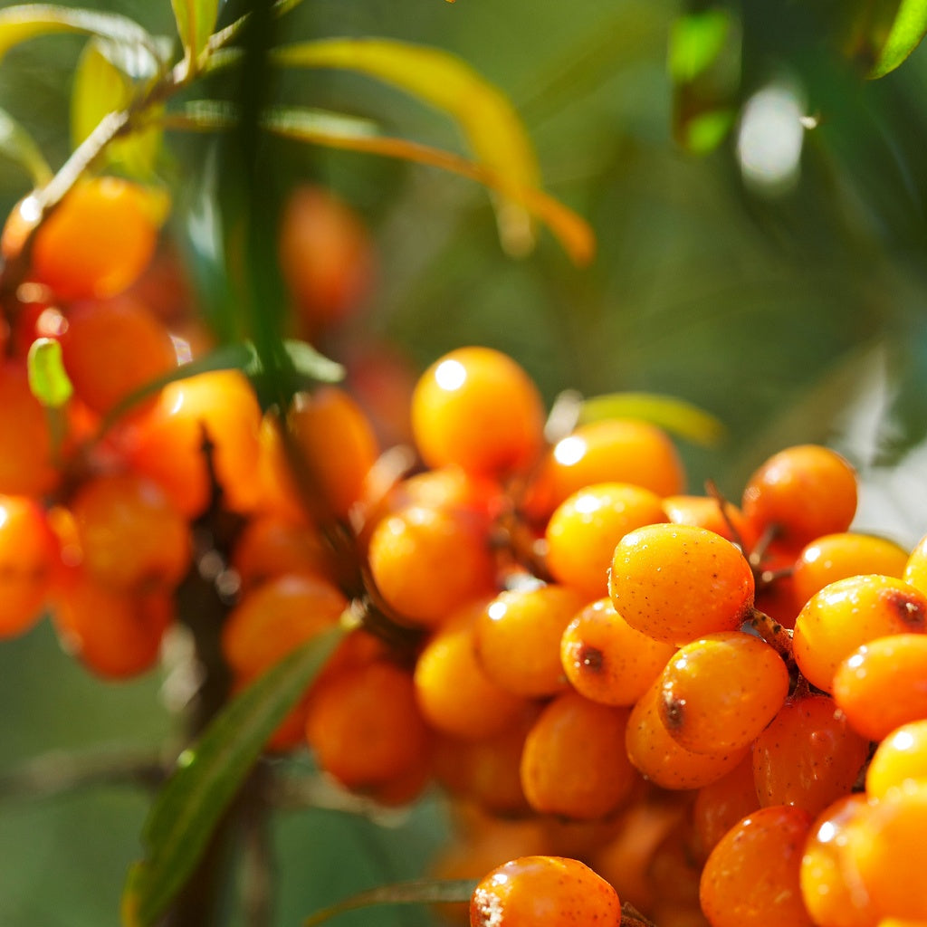 Solta + Moss Man Juvenate8 Aftershave I Face I Body Lotion