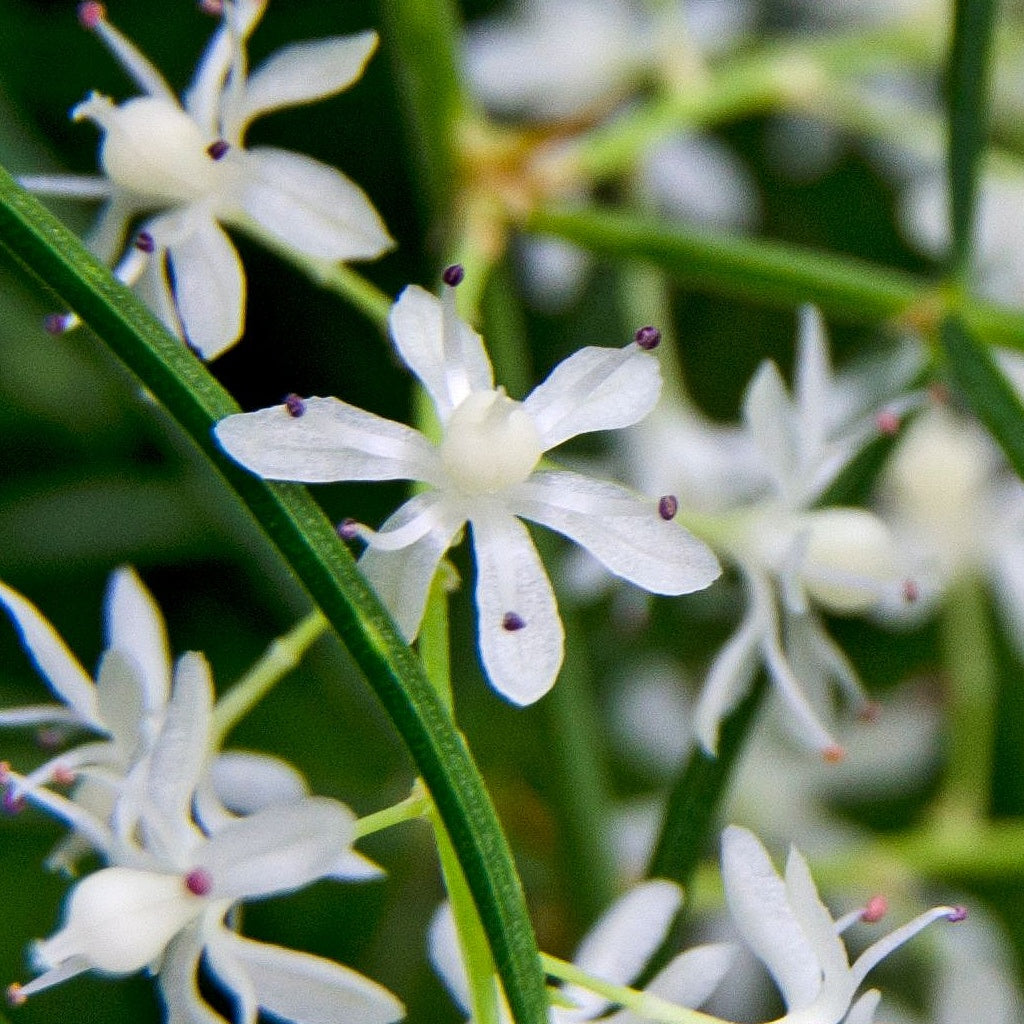 Menopause I PMS Herbal Healing Body Cream