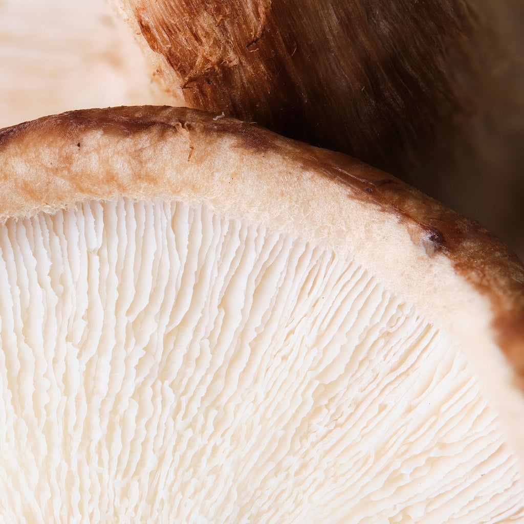 Body Fortify 7 Mushrooms Herbal Cellular Oral Tincture